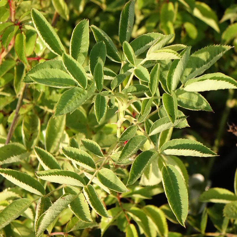 Rosa rampicante Siluetta Crimson (Fogliame)