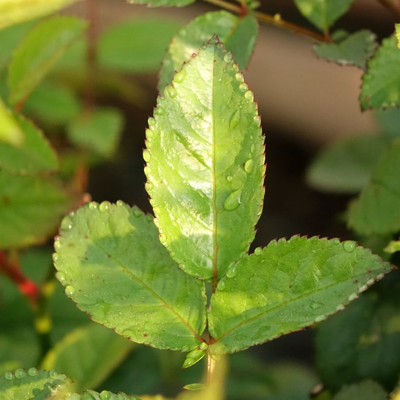 Rosa rampicante Siluetta Sweet (Fogliame)