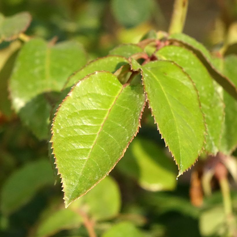 Rosa rampicante Vihaïpi (Fogliame)