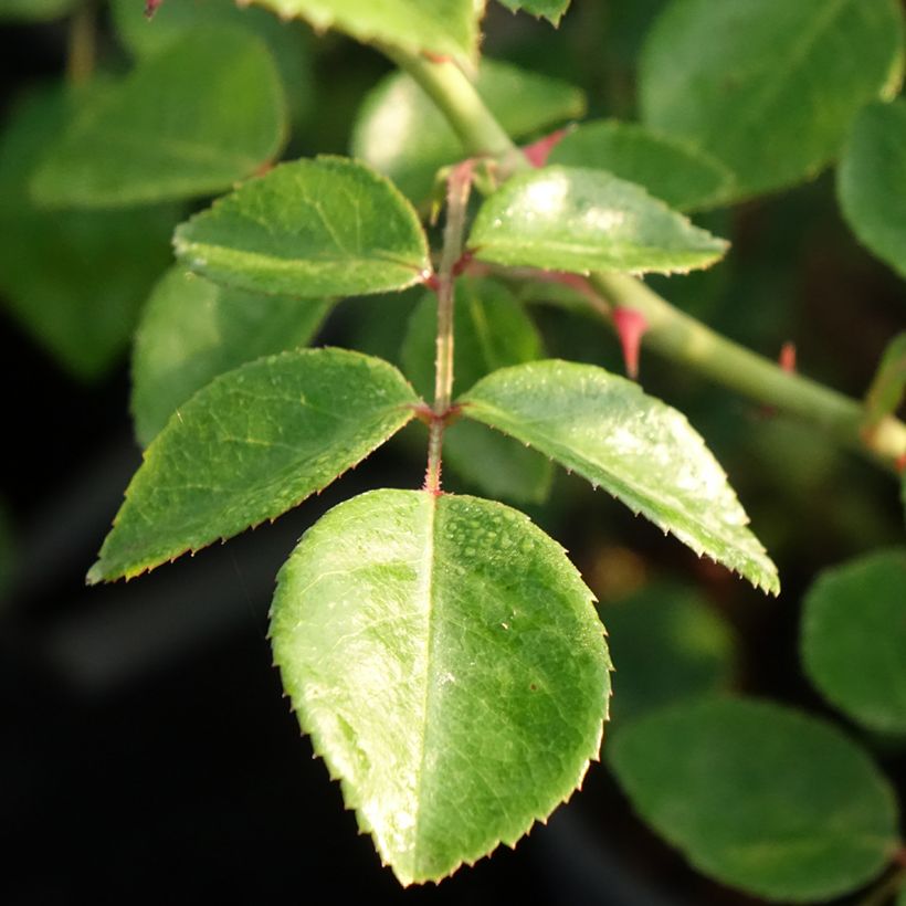 Rosa wichuraiana White New Dawn - Rosa rampicante (Fogliame)