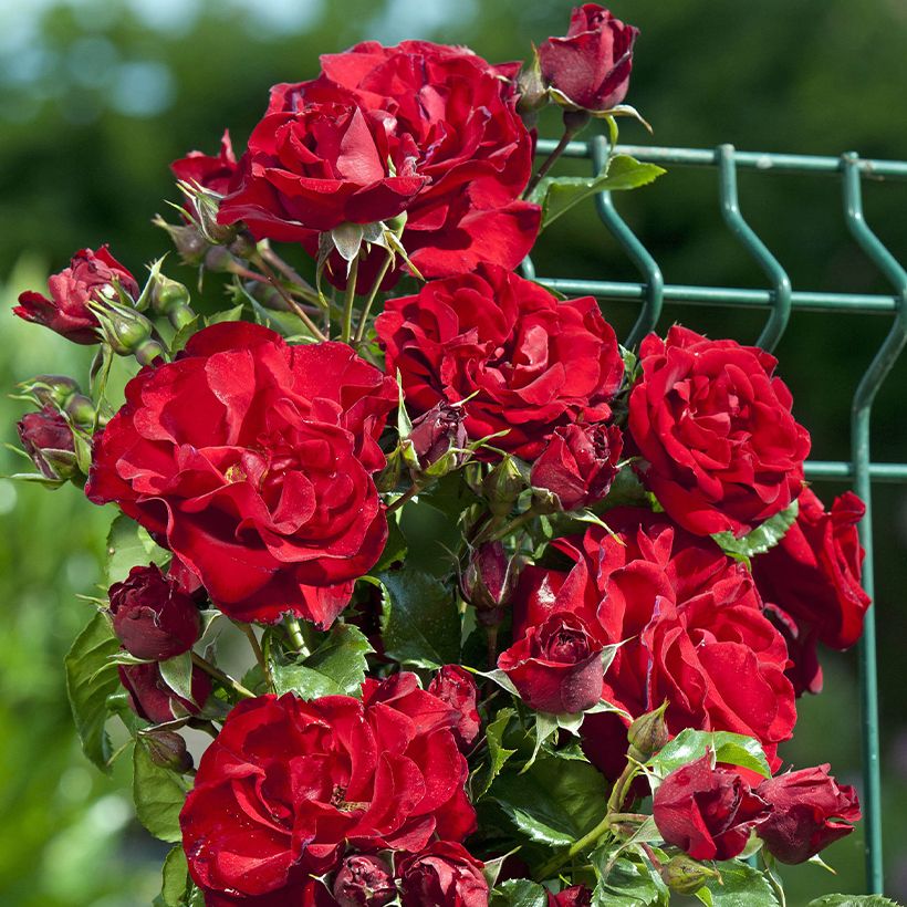 Rosa rampicante Zephyr (Fioritura)