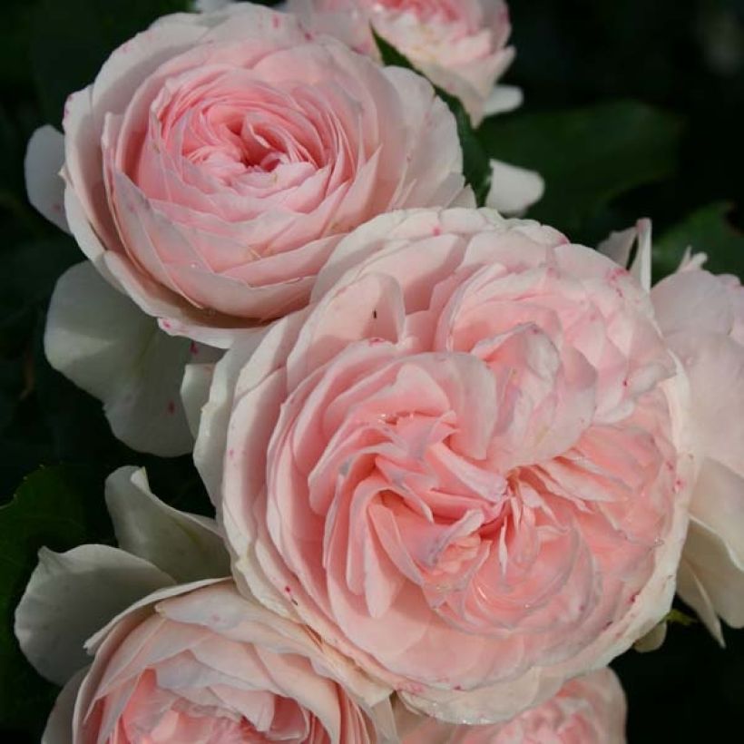 Rosa tappezzante Larissa (Fioritura)