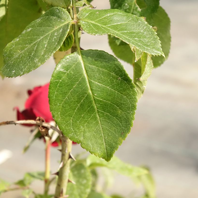 Rosa Rosier Leo Ferré (Fogliame)