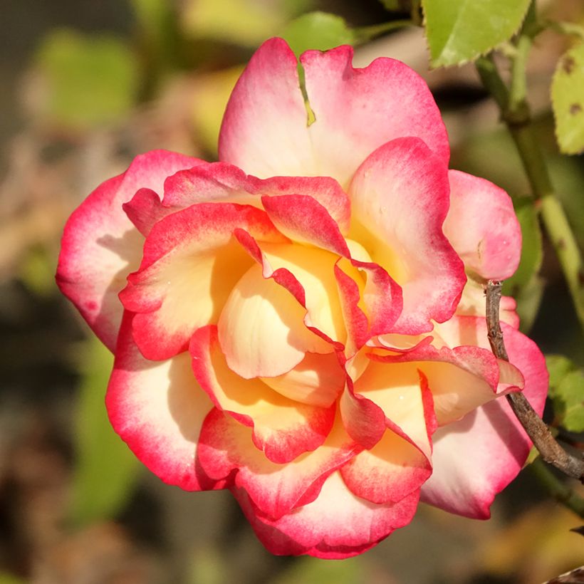 Rosa Rosier Leo Ferré (Fioritura)