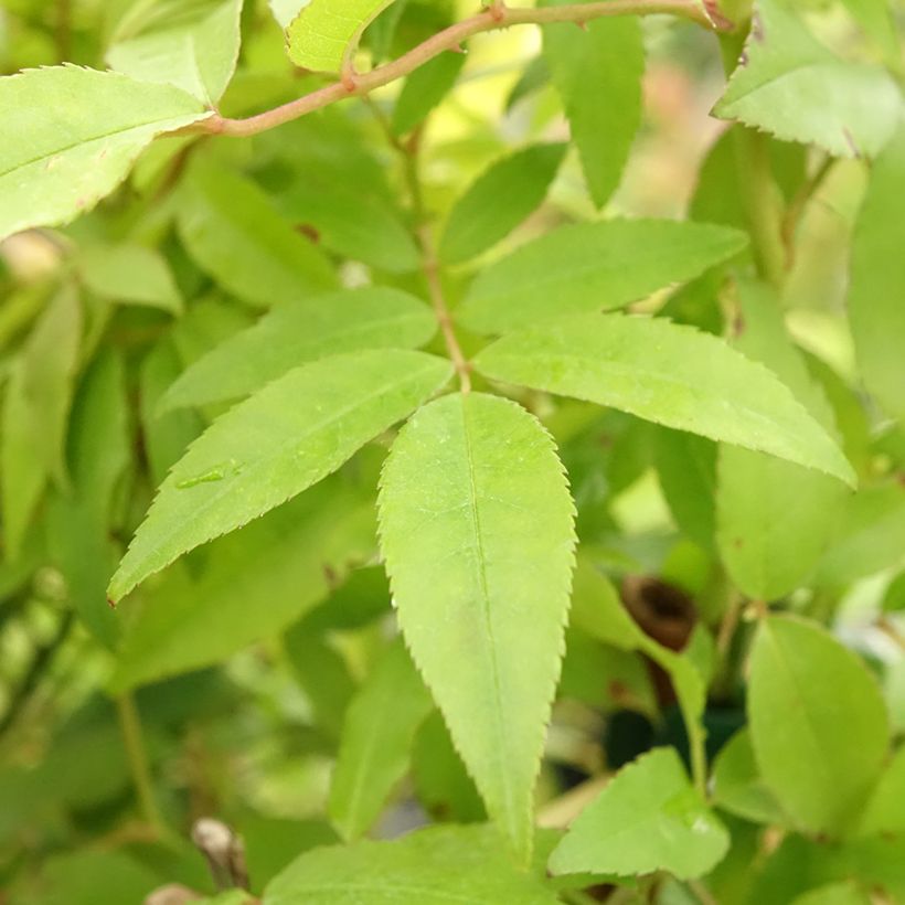 Rosa banksiae Purezza - Rosa di Lady Banks (Fogliame)