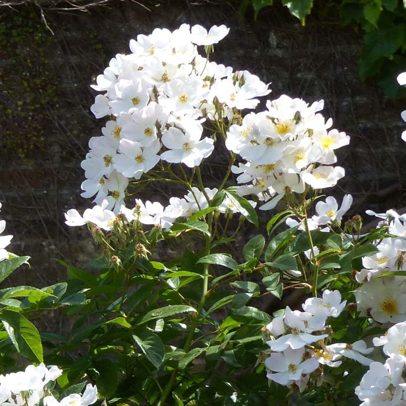 Rosa moscata rampicante Francis E Lester (Fioritura)