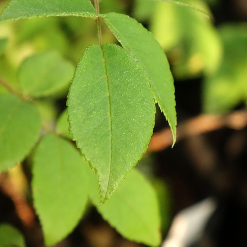 Rosa multiflora Rambling Rector (Fogliame)