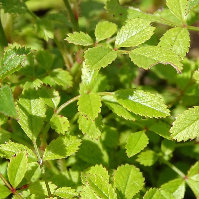 Rosa tappezzante Cutie Pie (Fogliame)