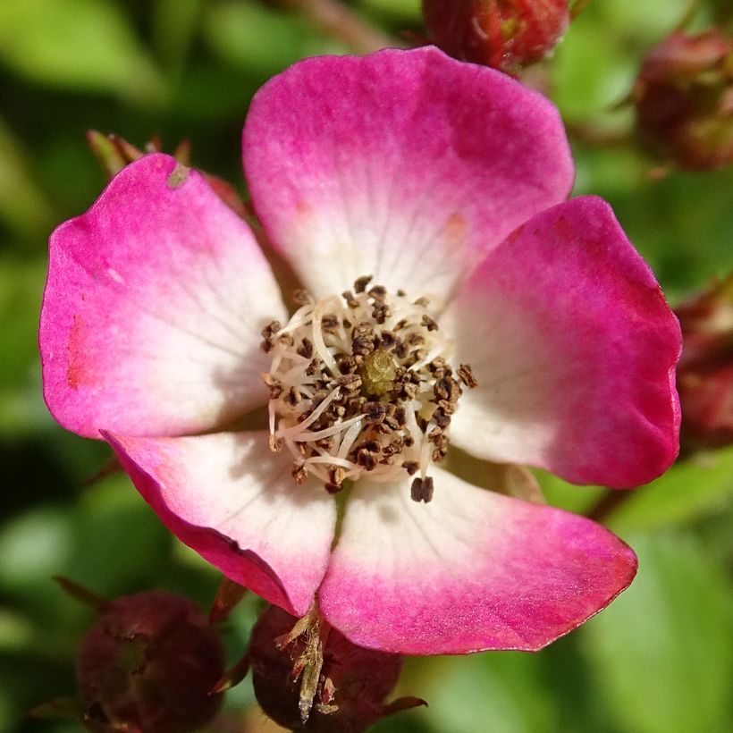 Rosa tappezzante Cutie Pie (Fioritura)