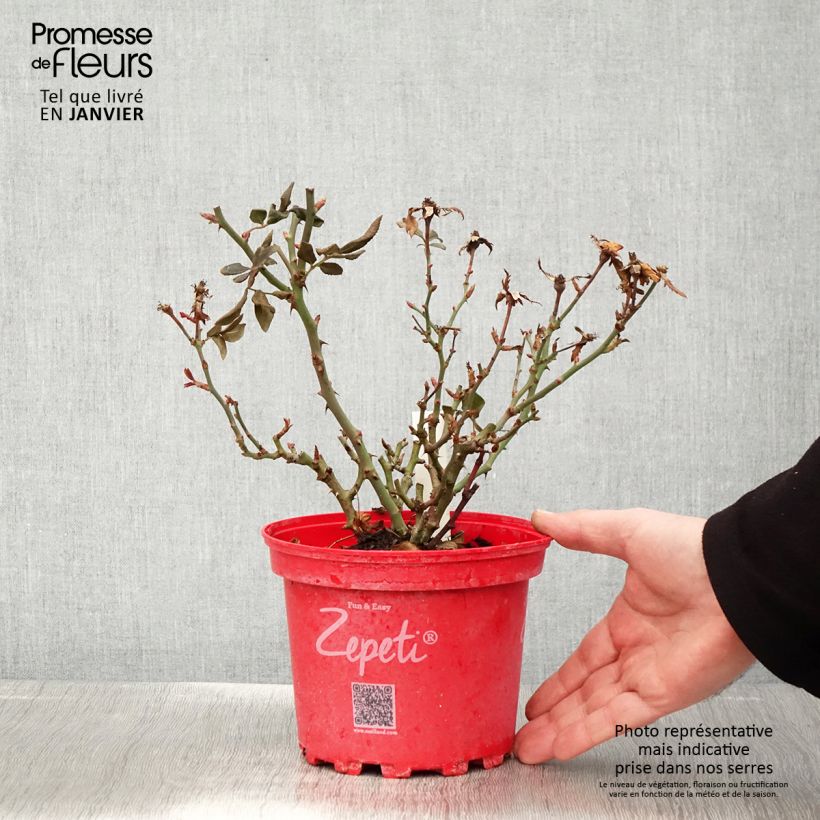 Rosier nain Zepeti  Pot de 3L/4L esemplare consegnato in inverno