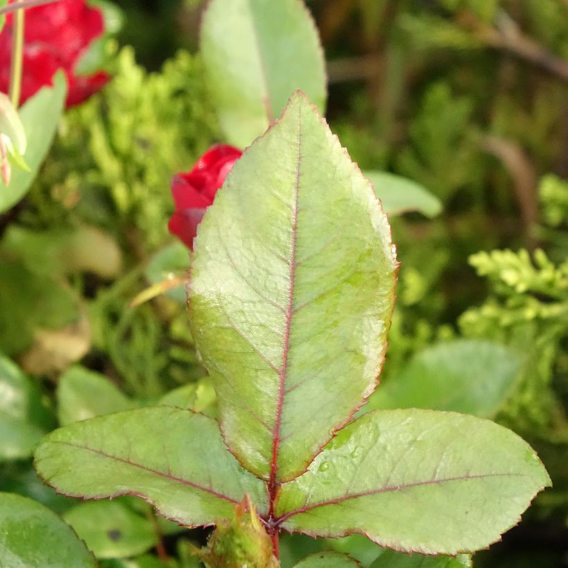 Rosa tappezzante Zepeti Meibenbino (Fogliame)