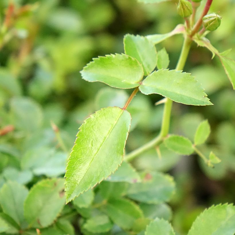 Rosa Rigo Rosen Innocencia (Fogliame)