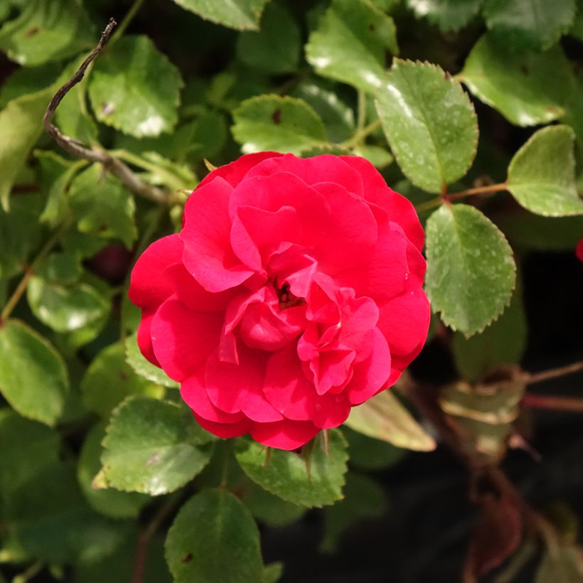 Rosa Rigo Rosen Caracho (Fioritura)