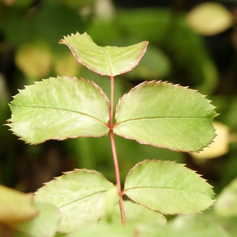 Rosa persica See You In Pink (Fogliame)