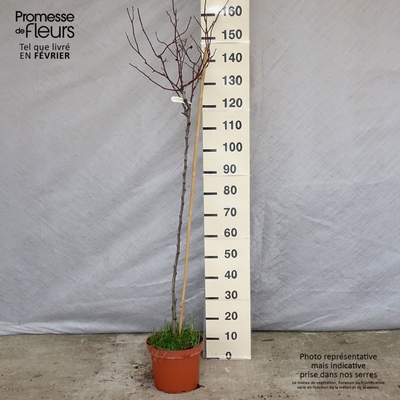 Rosier Tige anglais David Austin Gabriel Oak (Auscrowd) - Pot de 7.5L esemplare consegnato in inverno