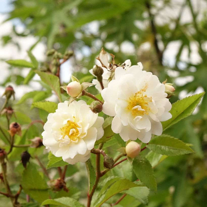 Rosa ad alberello Guirlande d'Amour (Fioritura)