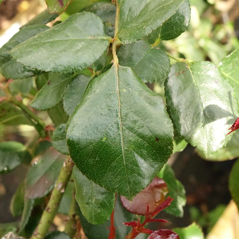 Rosa ad alberello Nostalgie (Fogliame)