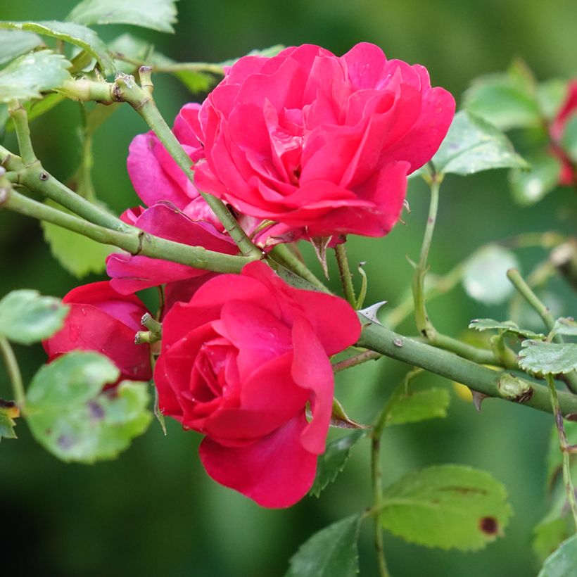 Rosa ad alberello Toscana (Fioritura)