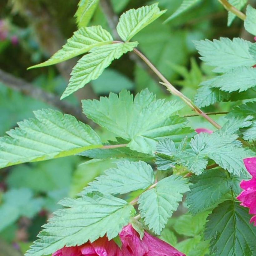 Rubus spectabilis Olympic Double - Rovo ornamentale (Fogliame)