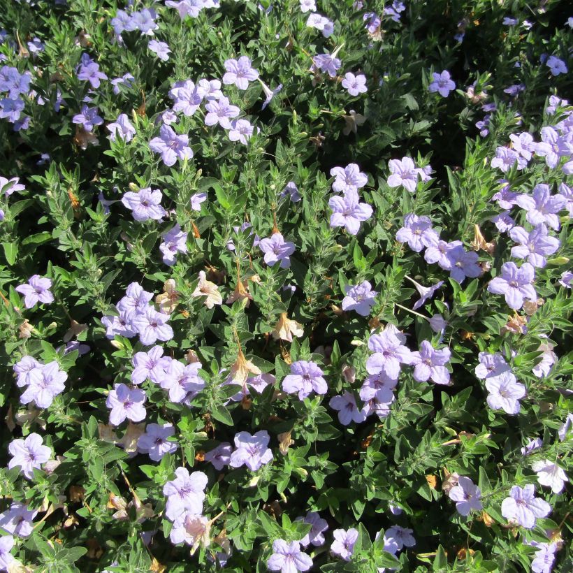 Ruellia humilis (Porto)