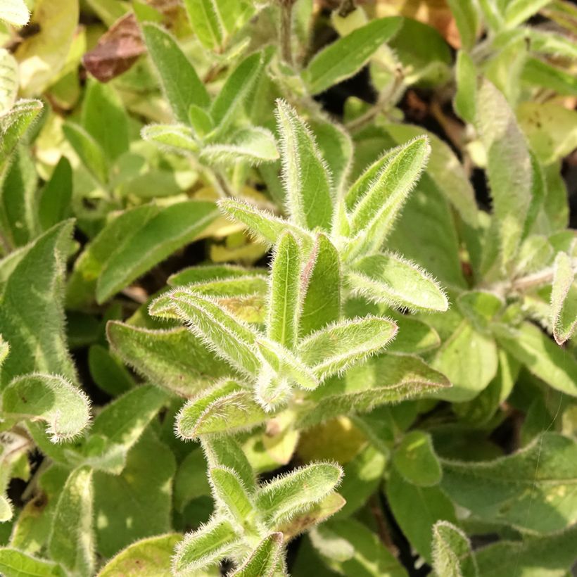 Ruellia humilis (Fogliame)