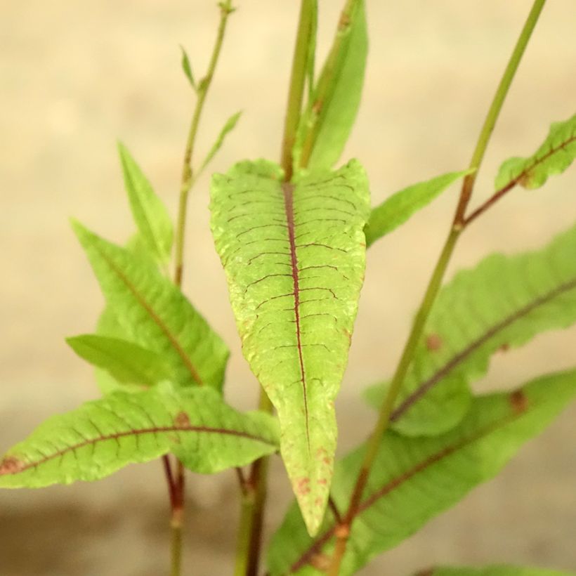 Rumex sauvignea - Romice acquatico (Fogliame)