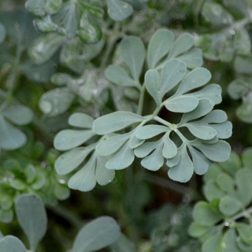 Ruta graveolens Jackman's blue - Ruta comune (Fogliame)