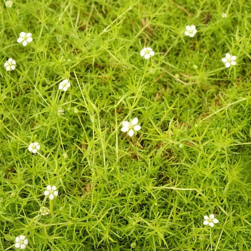 Sagina Aurea - Muschio irlandese (Fogliame)