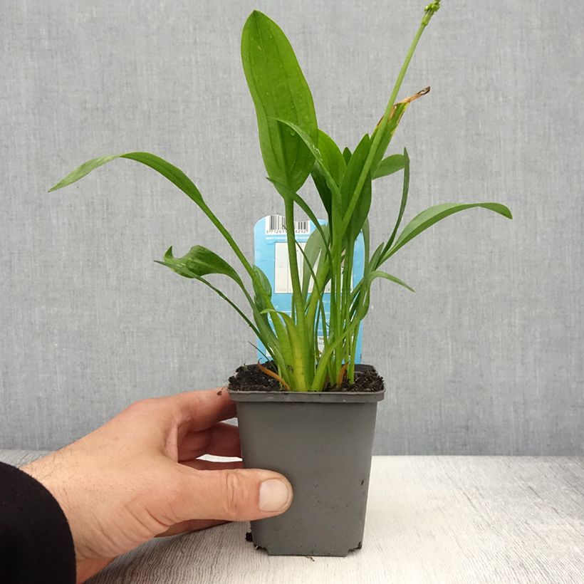 Sagittaria graminea - Sagittaire à feuilles de graminée - Godet de 8/9 cm esemplare consegnato in primavera