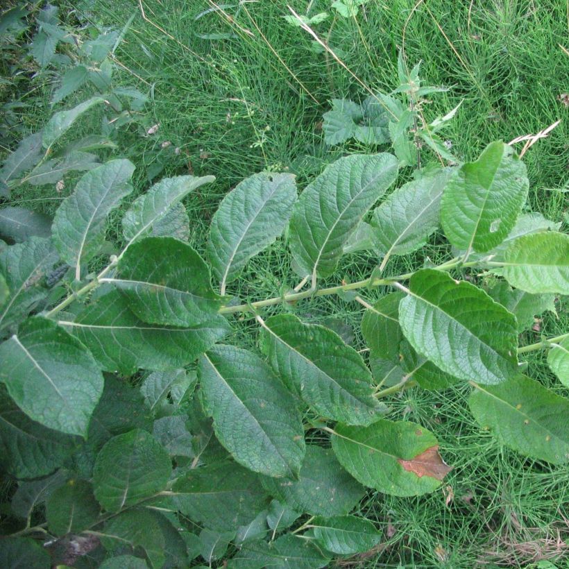 Salix aurita - Salice dorato (Fogliame)