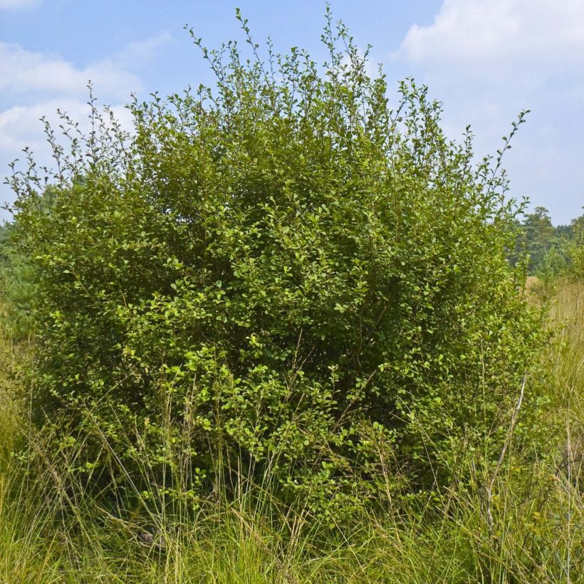 Salix aurita - Salice dorato (Porto)