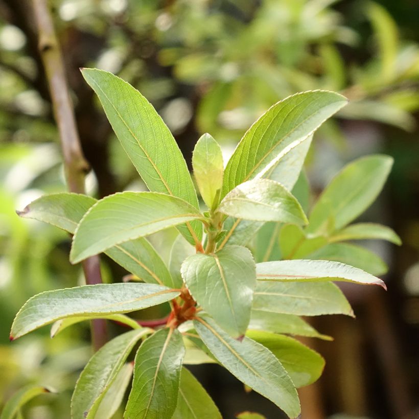 Salix gracilistyla Mount Aso - Salice rosa (Fogliame)