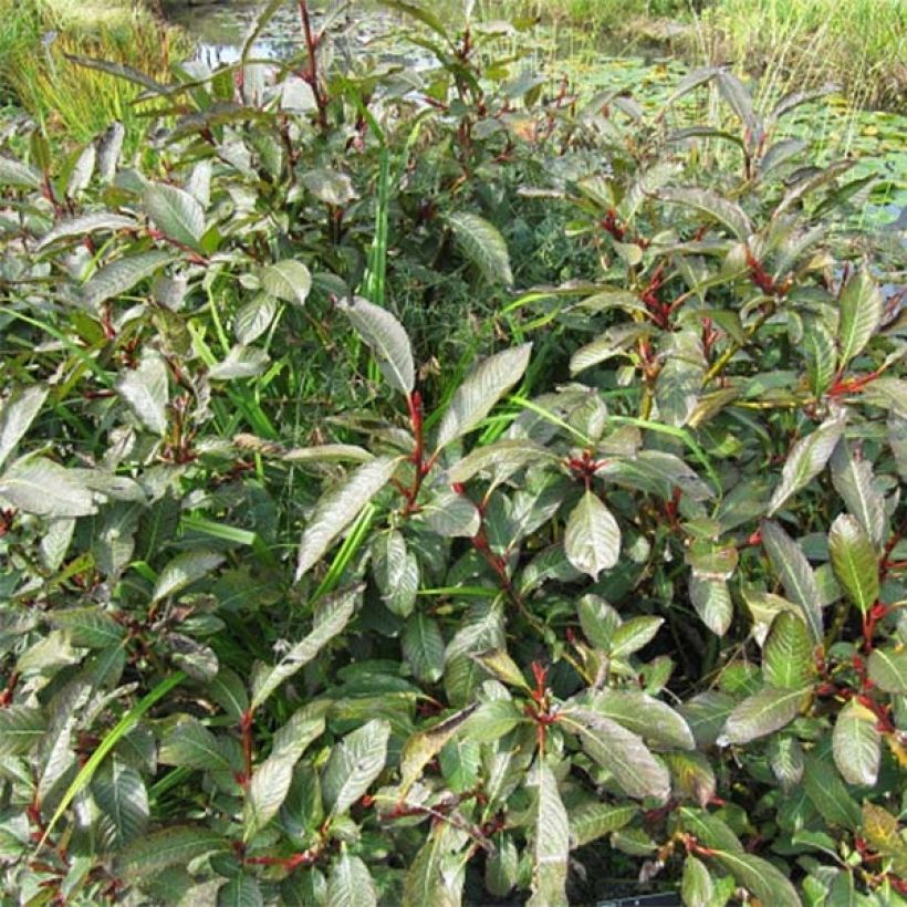 Salix fargesii (Porto)