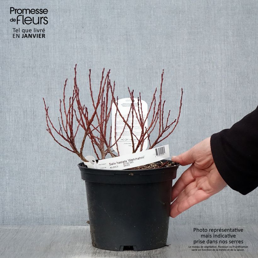 Salix hastata Wehrhahnii - Saule hasté Pot de 2L/3L esemplare consegnato in inverno