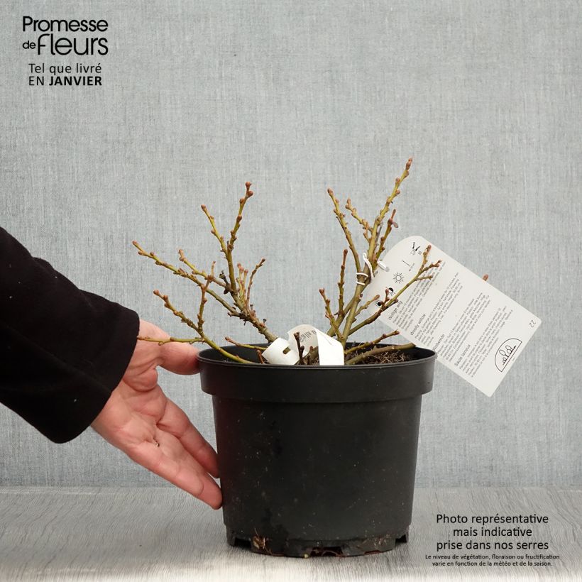 Salix lanata - Saule laineux Pot de 2L/3L esemplare consegnato in inverno