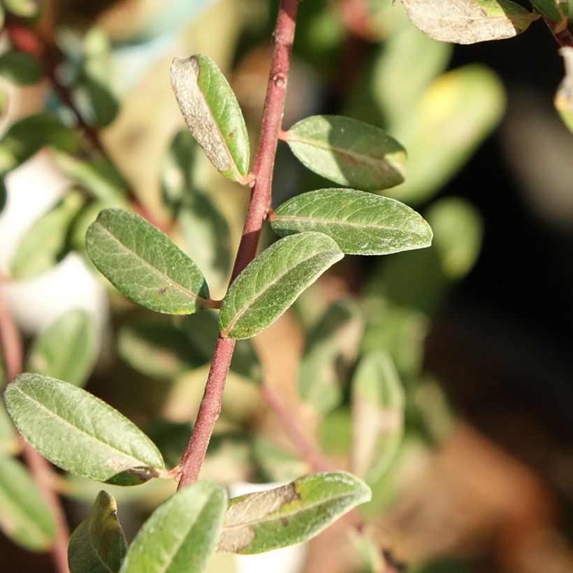 Salix repens Armando - Salice strisciante (Fogliame)