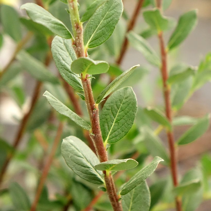 Salix repens - Salice strisciante (Fogliame)