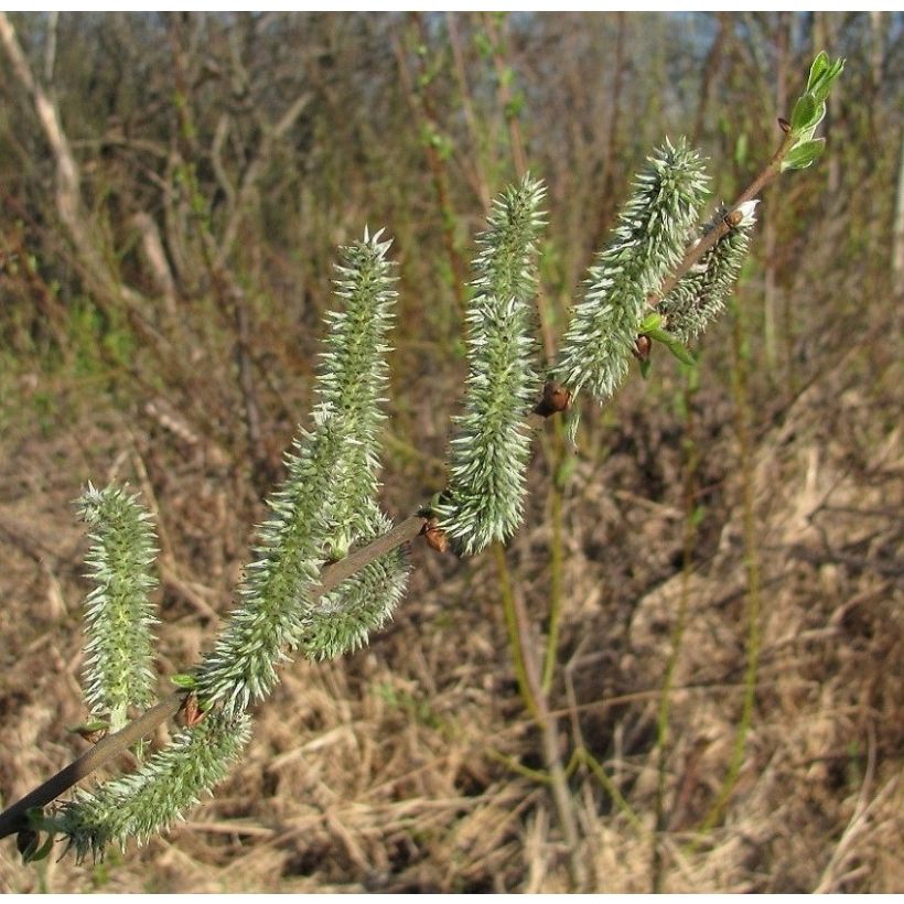 Salix tetrapla (Fioritura)