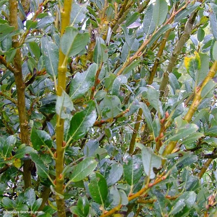 Salix tetrapla (Fogliame)