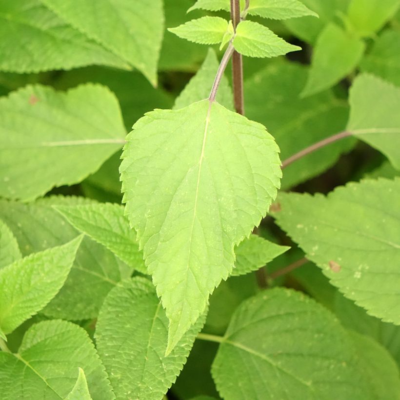 Salvia guaranitica Amante (Fogliame)