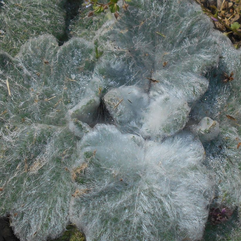 Salvia argentea (Fogliame)