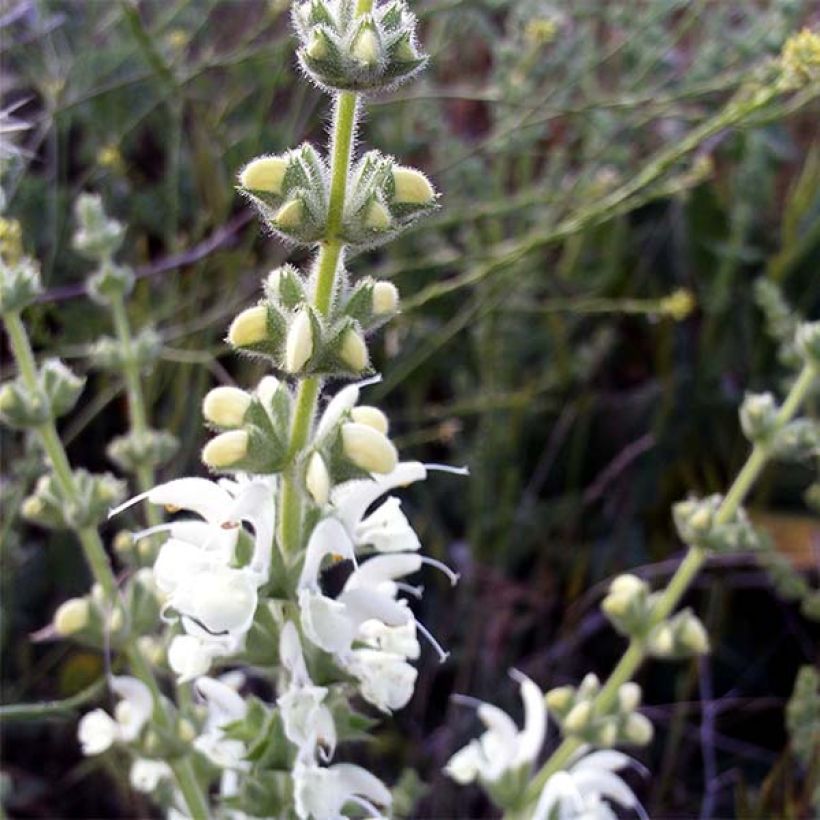 Salvia argentea (Fioritura)