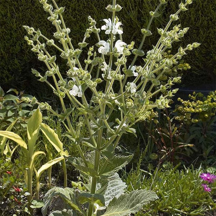 Salvia argentea (Porto)