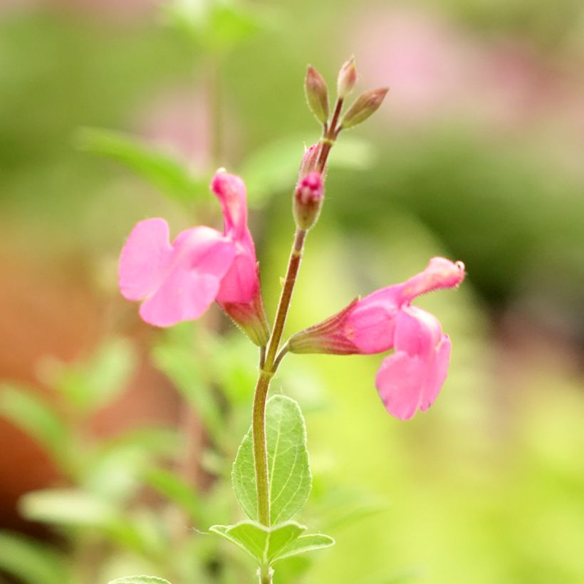 Salvia Delice Feline - Salvia arbustiva (Fioritura)