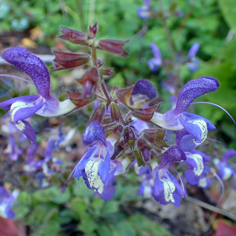 Salvia forsskaolei (Fioritura)