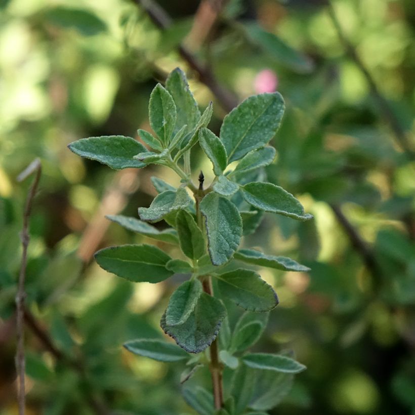 Salvia greggii ARCTIC BLAZE Purple (Fogliame)