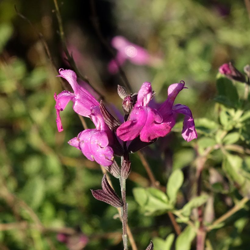 Salvia greggii ARCTIC BLAZE Purple (Fioritura)