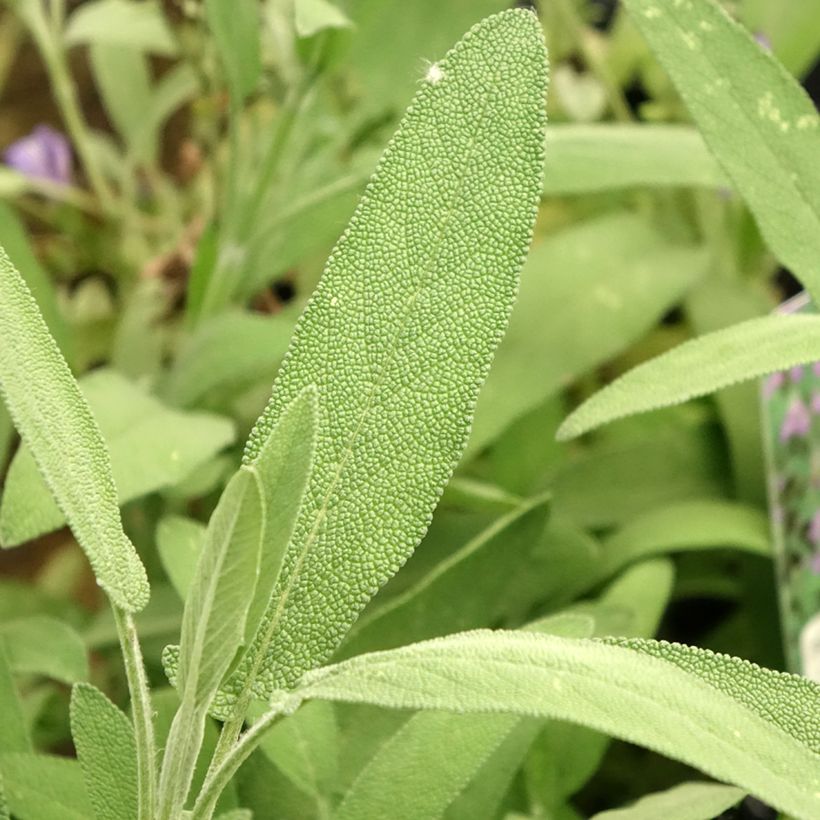 Salvia lavandulifolia - Salvia comune (Fogliame)