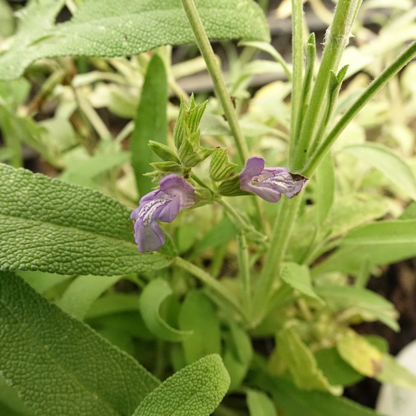 Salvia lavandulifolia - Salvia comune (Fioritura)