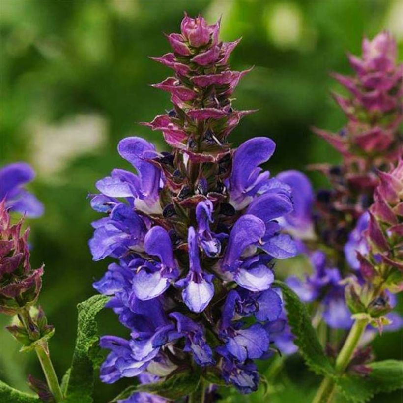 Salvia nemorosa Blue Marvel (Fioritura)